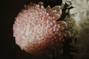Detailed close-up of a pink chrysanthemum flower with delicate petals, highlighting its natural beauty.