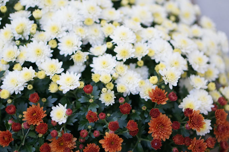 A stunning display of blooming white and orange chrysanthemums, showcasing nature's beauty.