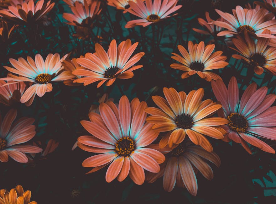 A captivating close-up of orange daisies in full bloom, showcasing delicate petals and vibrant colors.