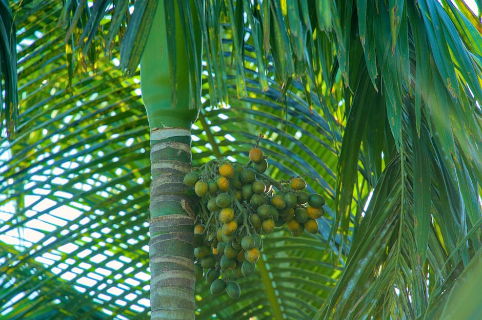 Free stock photo of areca catechu, areca nut, areca nut harvest