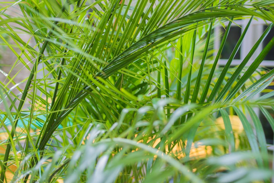 Lush green areca palm leaves create a vibrant, natural indoor atmosphere.