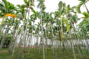 Tall areca palm trees thriving in an open grove, showcasing lush green foliage under a clear sky.