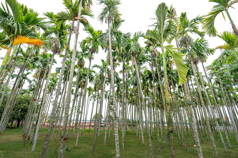Tall areca palm trees thriving in an open grove, showcasing lush green foliage under a clear sky.