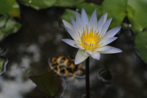 A beautiful white lotus flower blossoms in a calm pond, surrounded by lush green leaves.