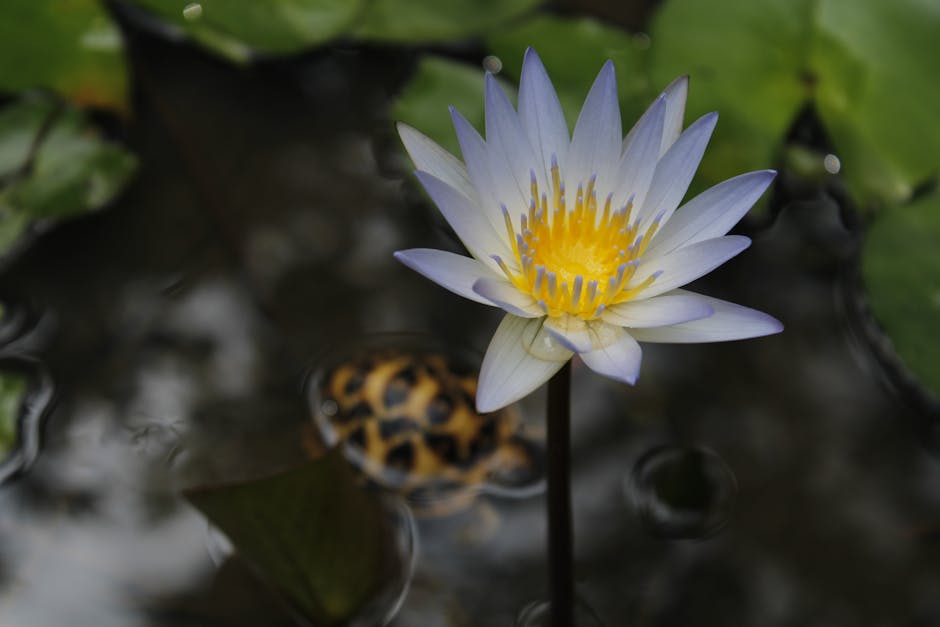 A beautiful white lotus flower blossoms in a calm pond, surrounded by lush green leaves.