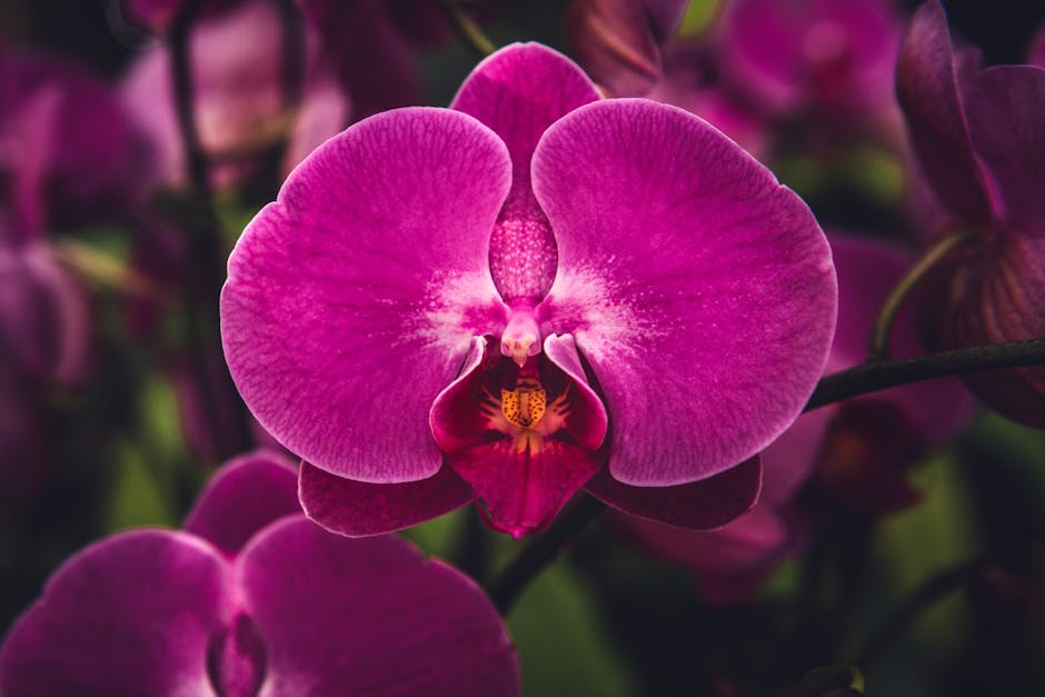 Stunning close-up of a vivid pink Phalaenopsis orchid flower showcasing its natural beauty.