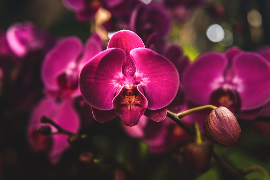 Close-up shot of vibrant purple orchids in full bloom, showcasing delicate petals.