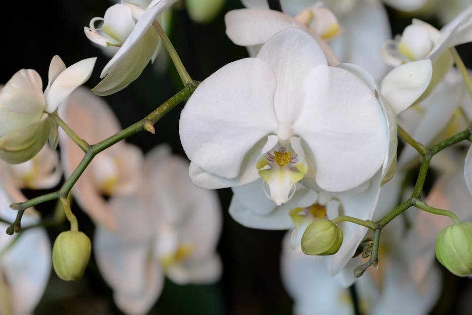 Macro shot of white Phalaenopsis orchids in bloom with dark blurred background highlighting their delicate petals.