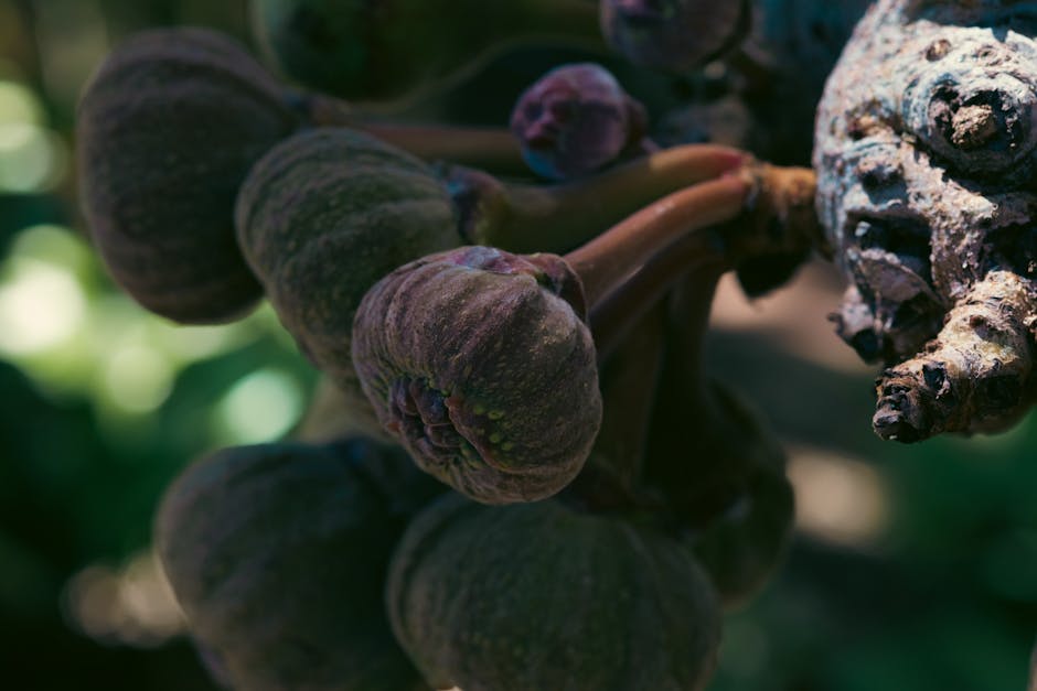 A dramatic close-up of figs ripening on a tree branch in dappled light.