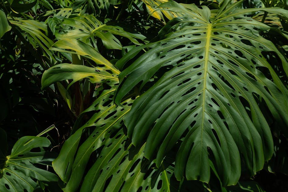 Dense foliage of Monstera leaves in a tropical setting, showcasing nature's beauty in Colombia.