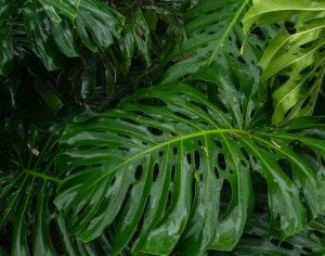 Thiết Kế Vườn Trên Sân Thượng Nhỏ Đẹp