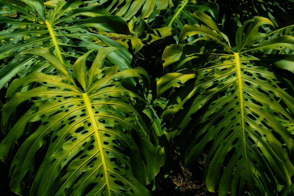 Close-up of vibrant Monstera leaves showcasing natural patterns in a Colombian jungle setting.