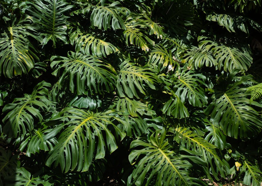Dense coverage of vibrant green monstera leaves in a Colombian jungle setting, showcasing natural beauty.