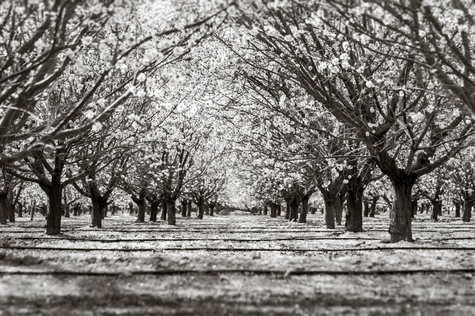A stunning almond orchard in Arvin, California, showcasing beautiful blossom-laden trees.
