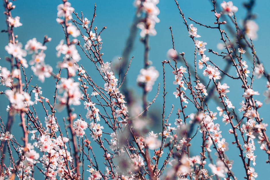 Delicate almond blossoms in full bloom with a vibrant blue sky backdrop, capturing the essence of spring.