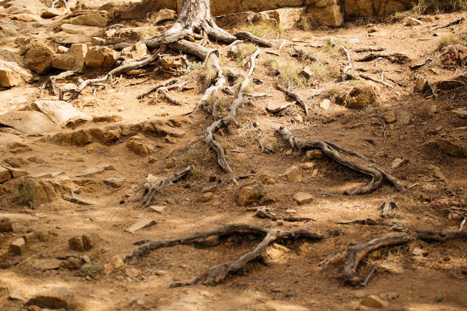 Exposed tree roots spreading over rocky soil in a dry, sunlit landscape.