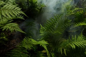 Dense green ferns with mist in a tropical rainforest setting, creating a fresh and lush atmosphere.