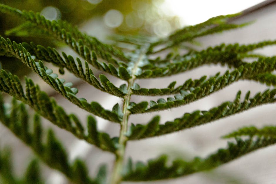 Macro shot of a green fern leaf with blurred bokeh background outdoors.
