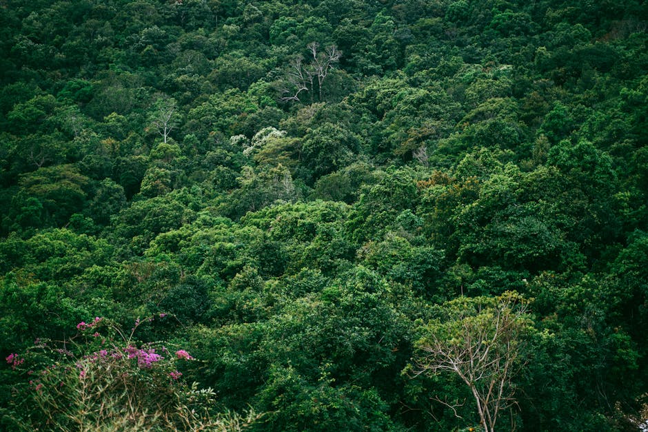 A vibrant, densely packed forest canopy showcasing lush greenery and diverse flora.