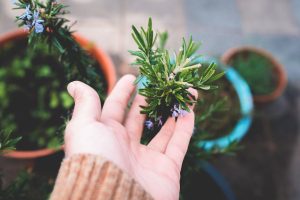 Close-up of a hand examining a rosemary plant in a garden, showing organic cultivation.