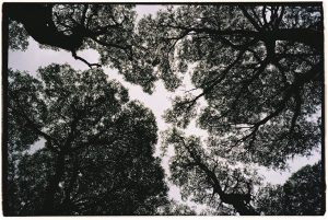 Artistic view of leafy tree silhouettes forming a canopy.