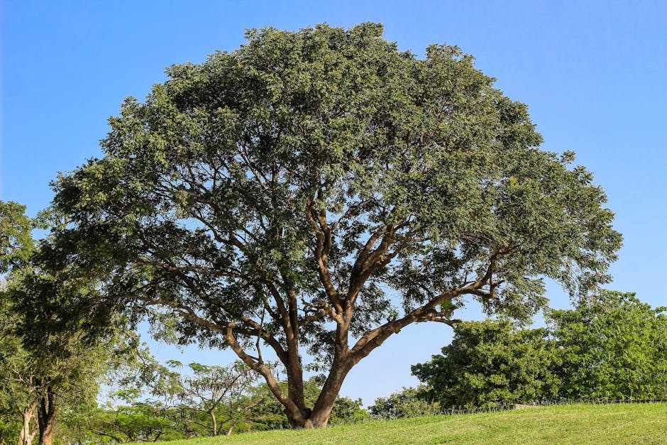 A large deciduous tree in a green park under a clear blue sky, evoking summer tranquility.