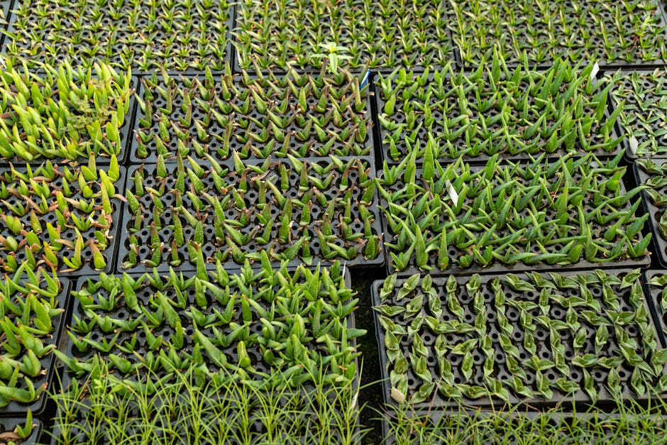 Succulent seedlings growing in trays in a greenhouse, showcasing cultivation and gardening.