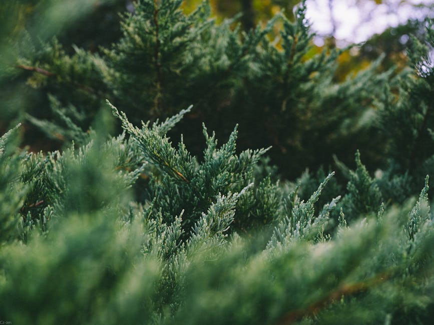 A detailed view of vibrant green evergreen pine branches outdoors.