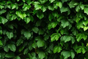 Close-up of vibrant green ivy leaves forming a dense natural pattern.