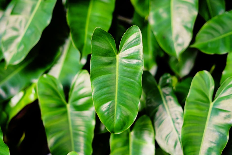 Close-up of lush philodendron leaves showcasing vibrant green color and texture.