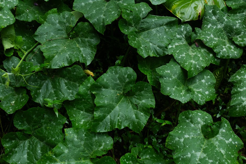 Cây Trồng Trong Nhà