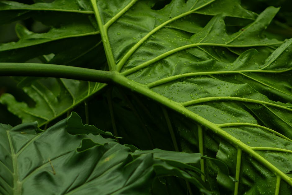 Detailed image of vibrant green tropical leaves with dew, capturing nature's beauty.