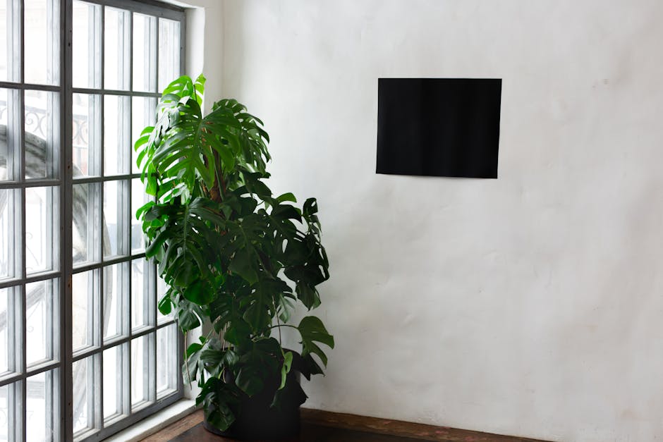 Black mock up paper hanging on wall in light room near potted plant with green foliage placed near window in studio