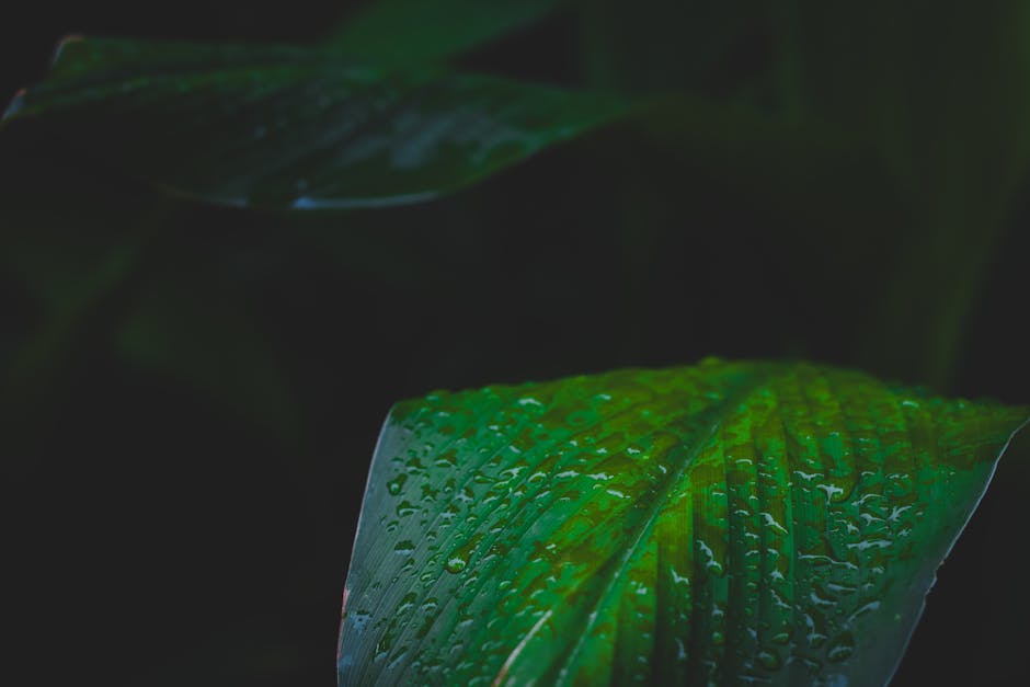 Detailed view of fresh dew on green leaves after rain in Contai, India.