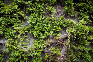 Vibrant green ivy leaves covering an old rustic wall, showcasing the beauty of nature.