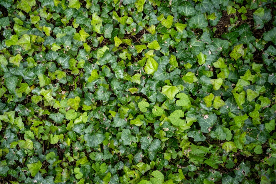 Cây Thường Xuân