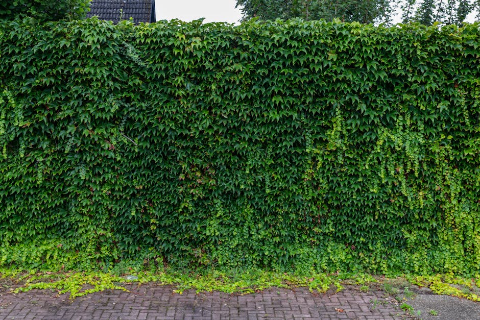 Dense green ivy covering a wall, presenting a natural lush texture in an urban environment.