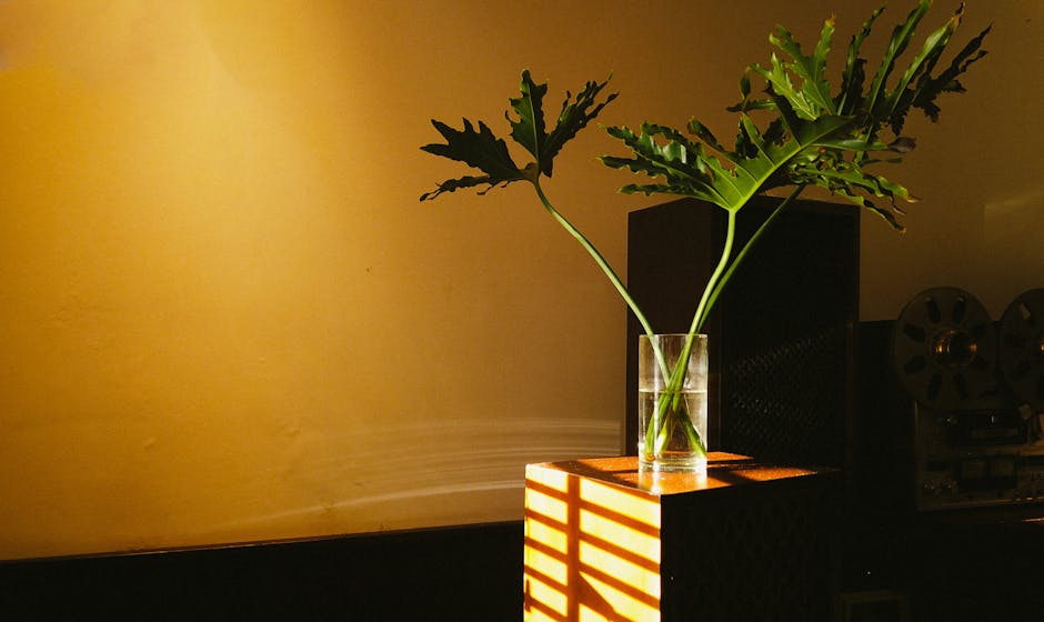 Trầu Bà Đế Vương Vàng