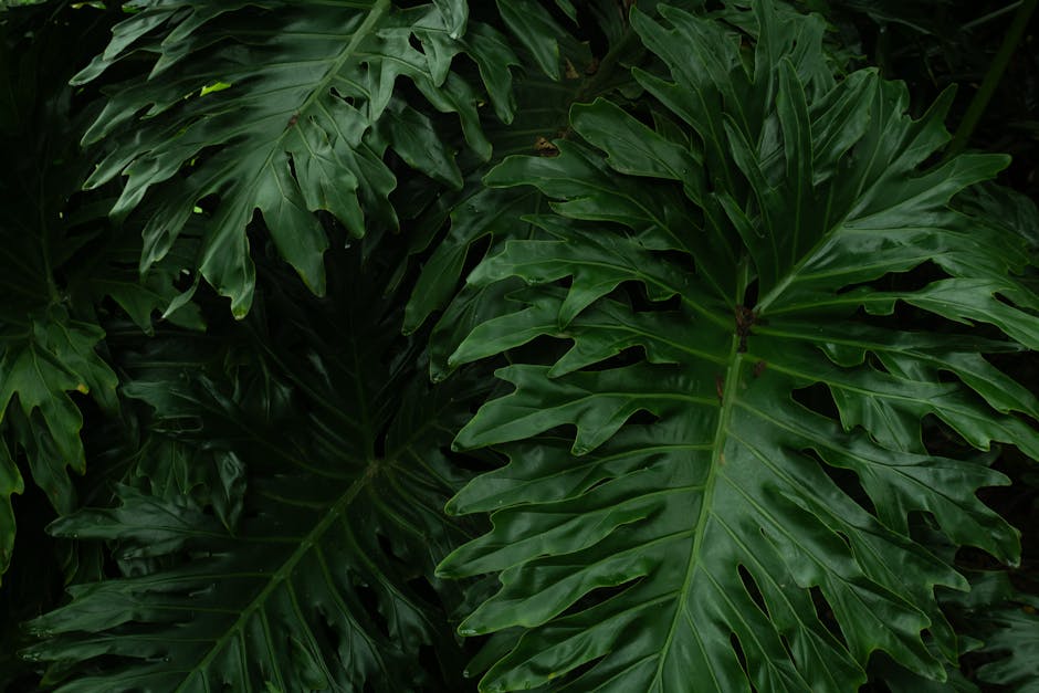 Discover lush tropical leaves showcasing nature's richness in Colombia's natural beauty.