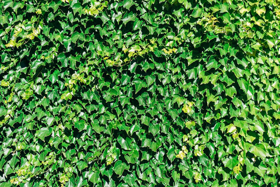 Close-up view of vibrant green English ivy leaves forming a dense foliage texture.