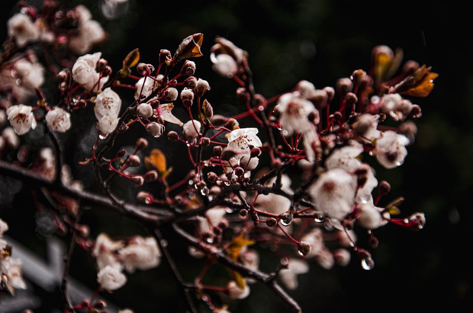 Detailed image of spring blossoms with dew drops, highlighting fresh and natural beauty.