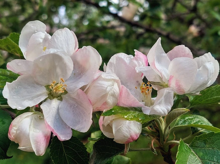 Close-up of apple blossoms with raindrops, captured in Naberezhnye Chelny during springtime.