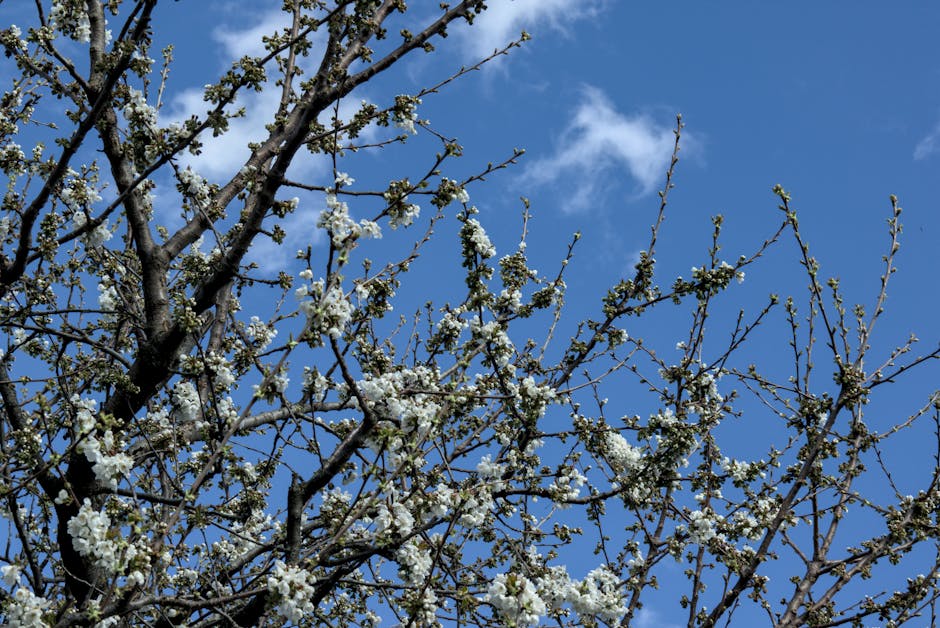 Cherry tree branches with white blossoms set against a bright blue sky, capturing the essence of spring.