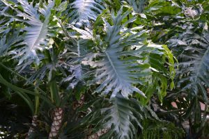 Vibrant tropical foliage with large succulent leaves in a Canary Islands garden.