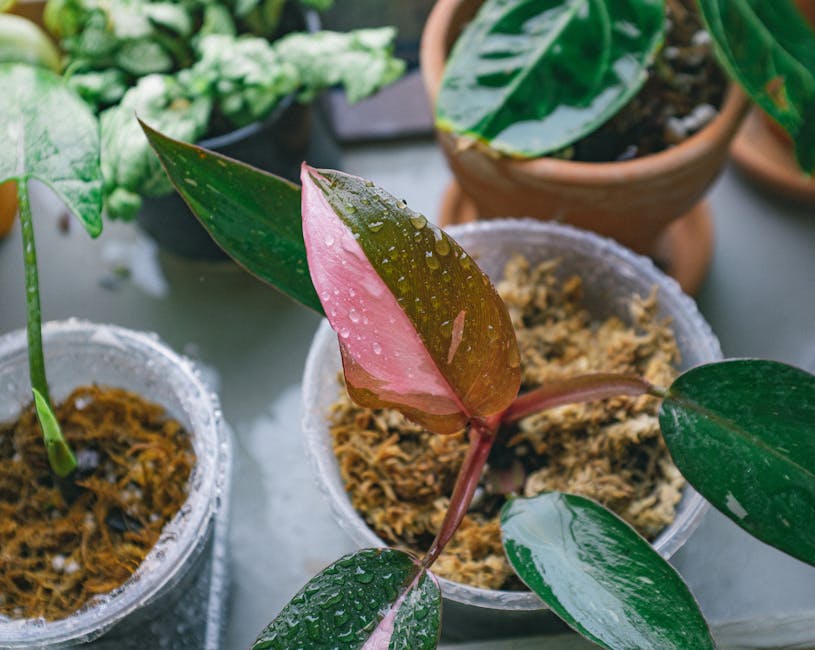 Close-up of vibrant philodendron plant with water droplets in pots, showcasing fresh greenery.