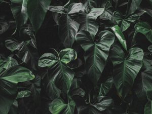 Close up of dark green heart-shaped Philodendron leaves.