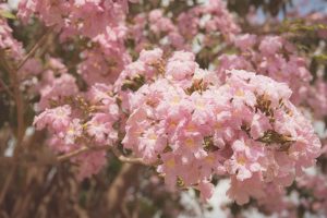 Close-up of blooming pink trumpet tree flowers outdoors during springtime.