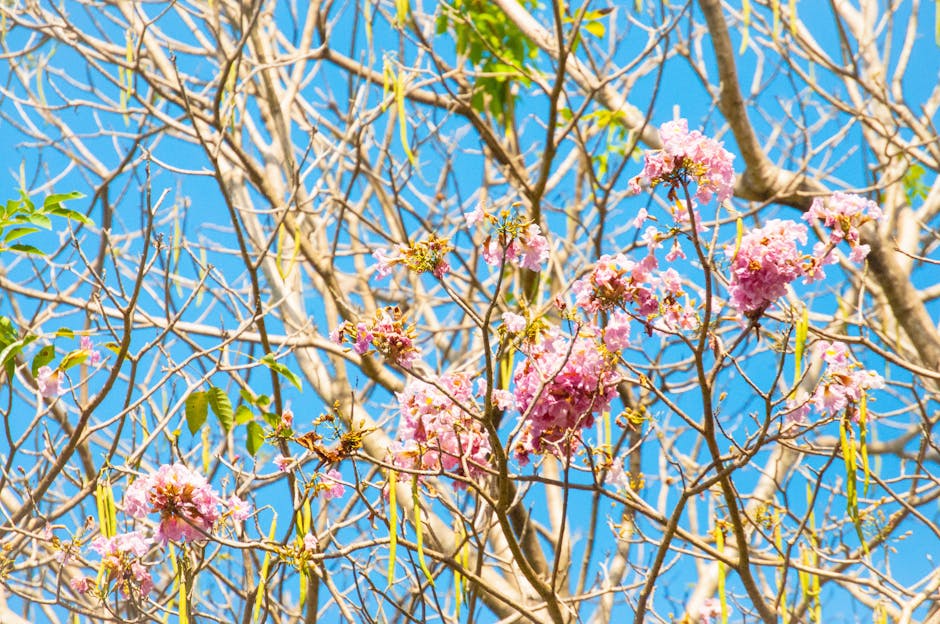 Bright pink Tabebuia blooms with vivid sky, capturing nature's spring beauty.