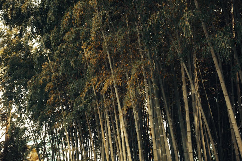 A serene view of a dense bamboo forest capturing the essence of nature's tranquility.