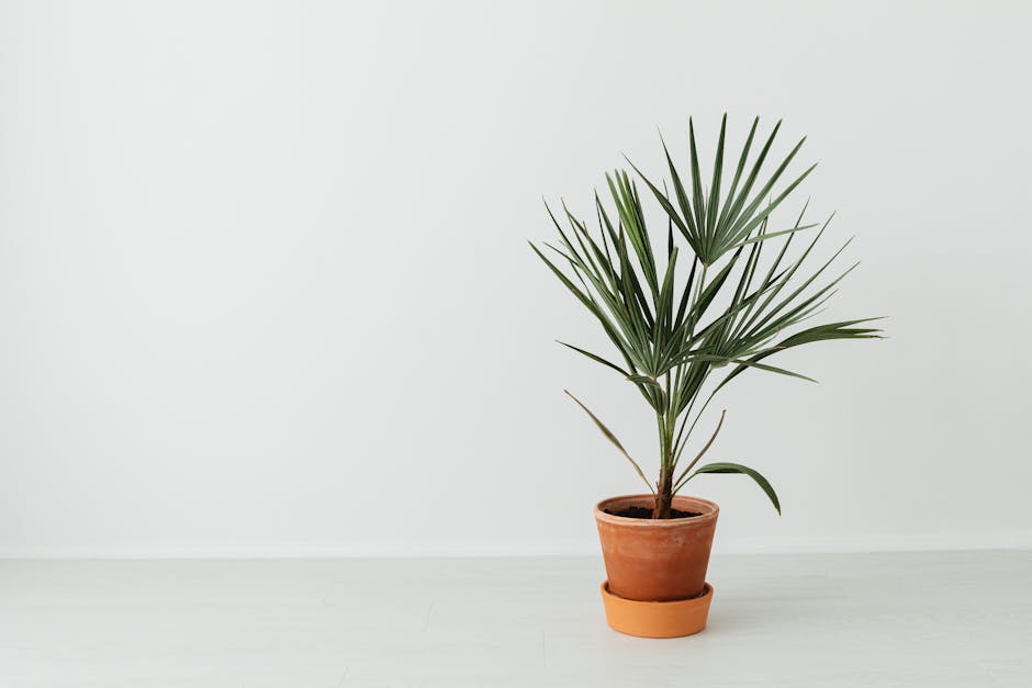 A minimalist interior shot featuring a potted palm plant in a terracotta pot against a white background.